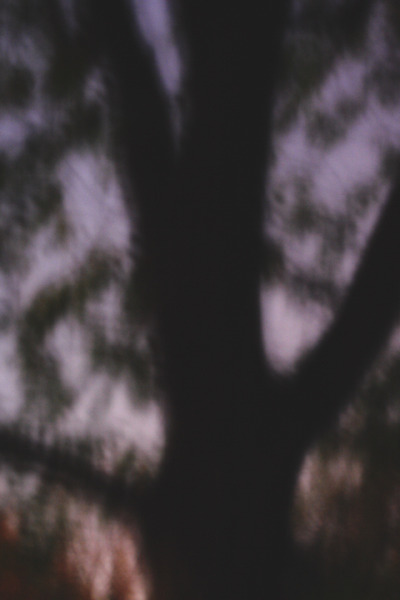 Louise Dudis, Tree 1, 2007